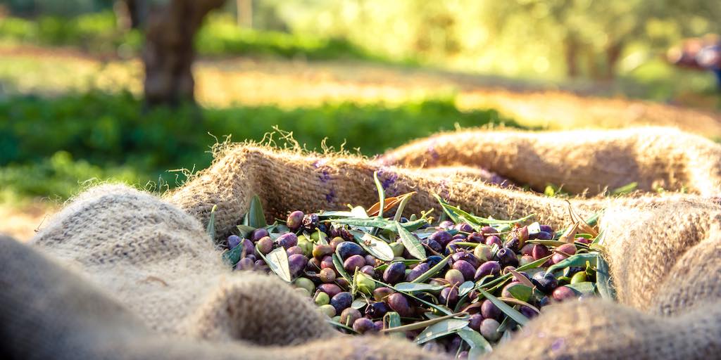 Olivol® Olive Fruit Extract Ask The Scientists