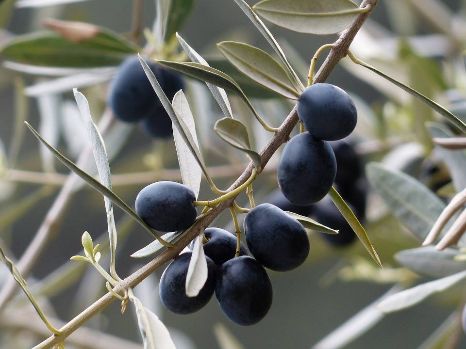 olive fruit