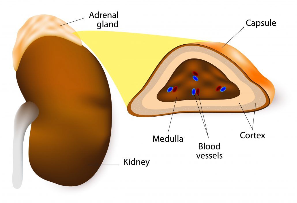 adrenal gland main function