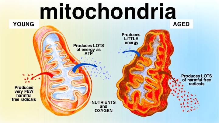 Autophagy, Mitophagy, and Cellular Damage Control - Ask The Scientists