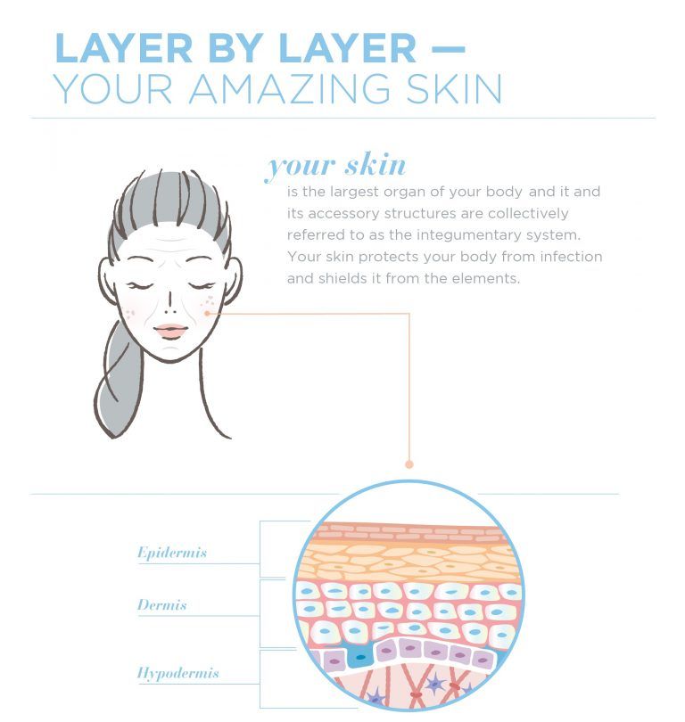 Layer by Layer: Understanding Your Skin’s Structure - Ask The Scientists