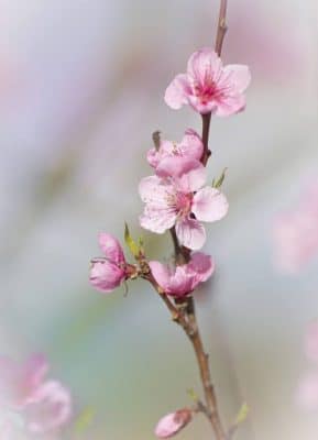 cherry blossom