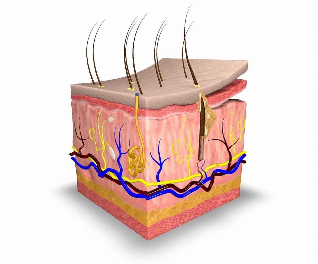 Skin Layers 1030x858 