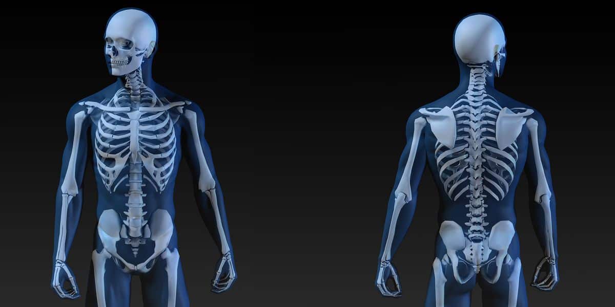 bone-health-understanding-bone-anatomy-ask-the-scientists