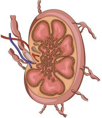 lymphatic system