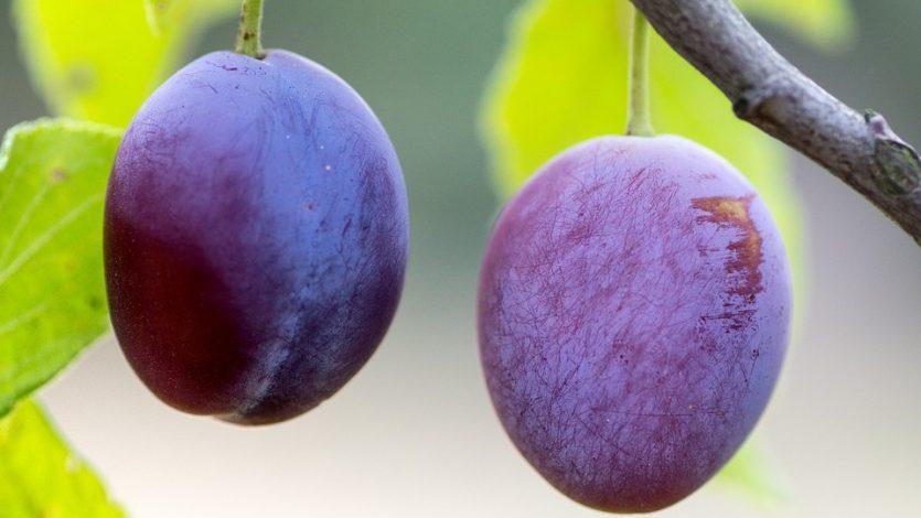 une alimentation colorée