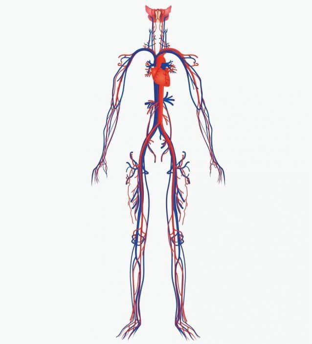 Red Blood Cell Super-Highway: Navigating the Cardiovascular System ...