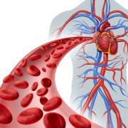 Blood heart circulation