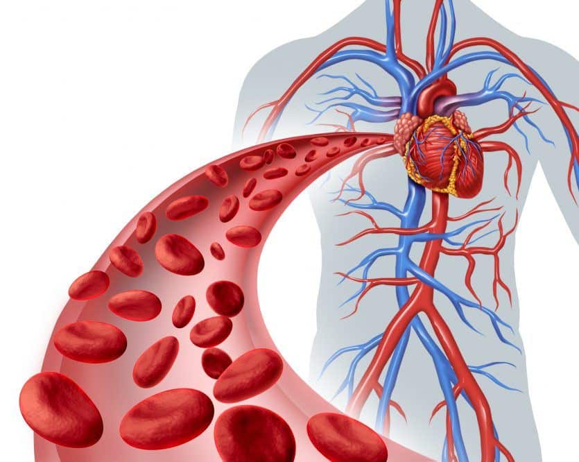 Blood heart circulation