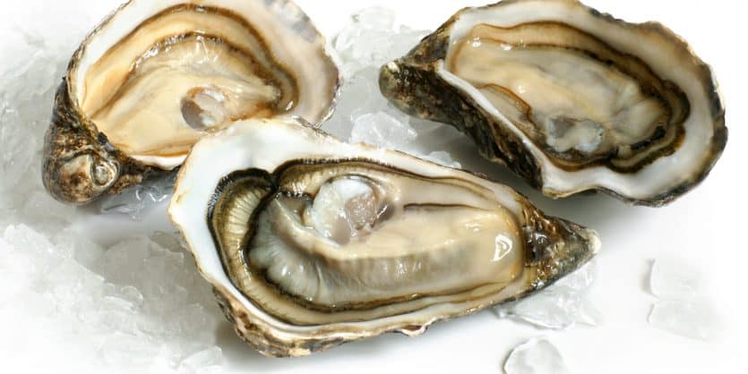 Raw oysters with ice on a white background