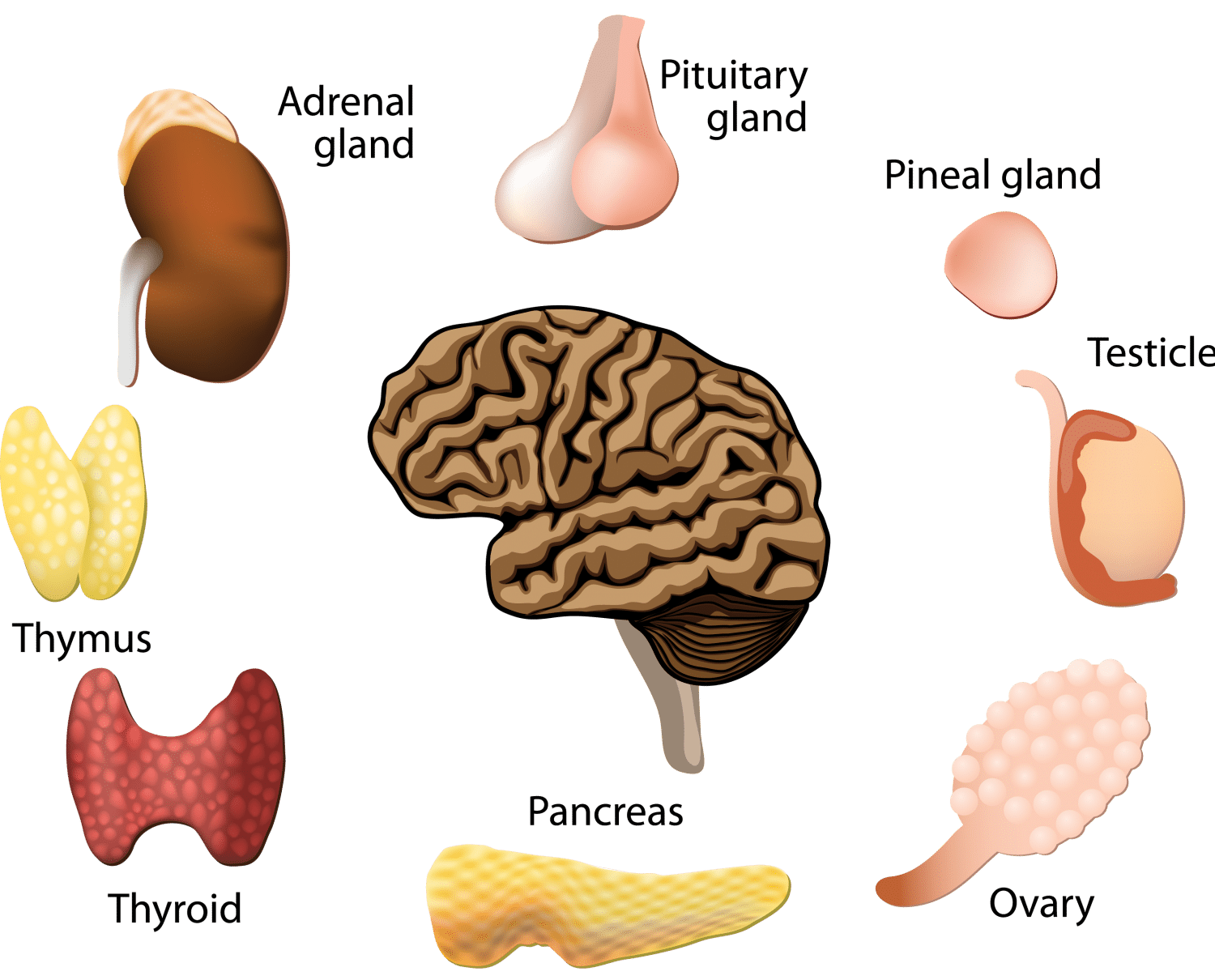  A diagram of the different types of hormones, including the adrenal gland, pituitary gland, pineal gland, testis, thymus, thyroid, pancreas, and ovary.