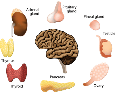 Endocrine Hormones