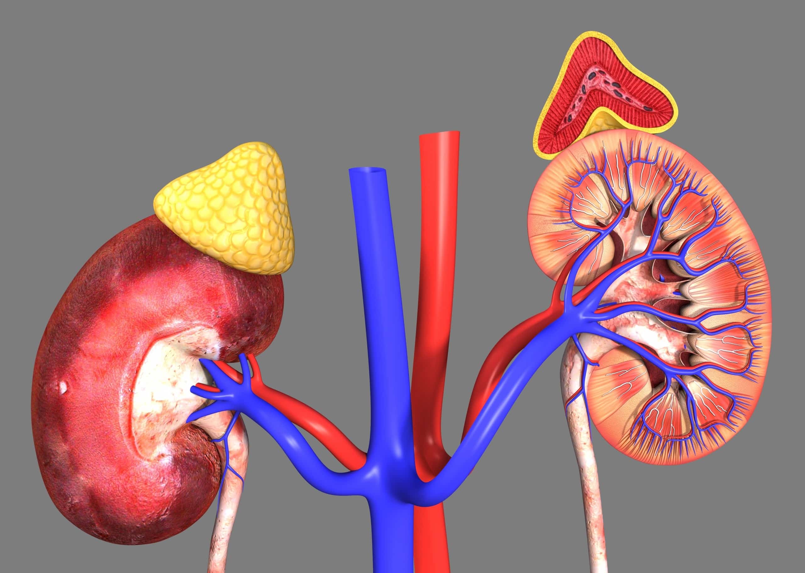 adrenal gland and kidney function