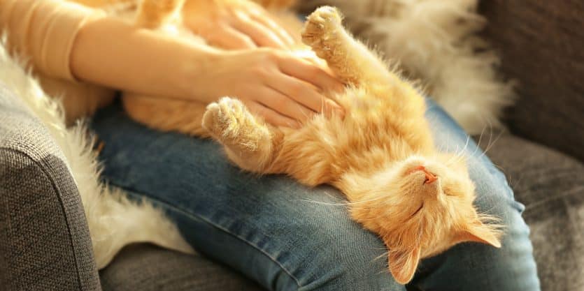 Sommeil, stress, pression artérielle : avoir un chat à la maison est bon  pour la santé