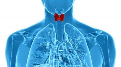 Male thyroid gland anatomy in x-ray view