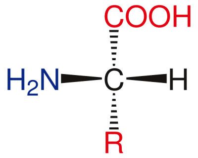 氨基酸 Amino Acids