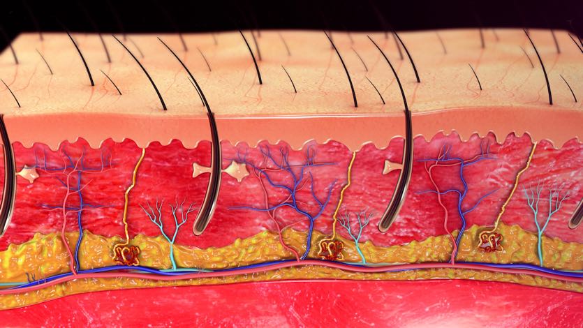 Anatomy Of Skin Diagram