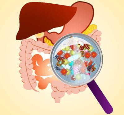 Journey Through the Digestive Tract - Ask The Scientists