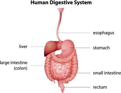 digestive system flow chart for kids