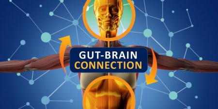 Create The Life You Really Want: The Important Gut-Brain Connection ...