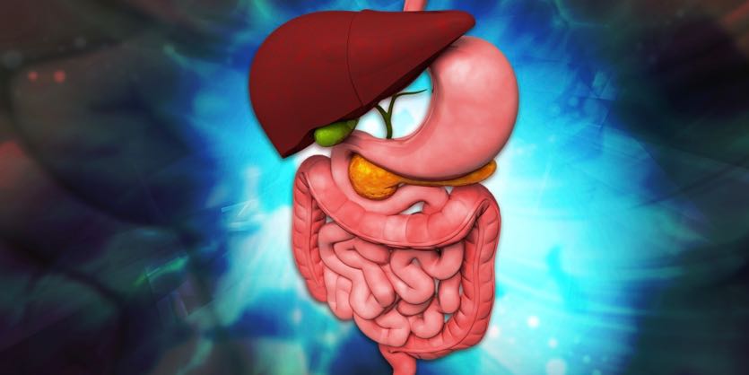 Journey Through The Digestive Tract Ask The Scientists