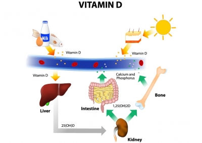 Vitamin D Ask The Scientists