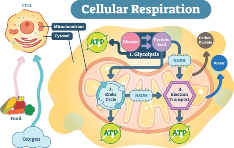 Understanding ATP—10 Cellular Energy Questions Answered - Ask The ...