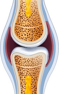 Normal synovial joint anatomy. Healthy joint detailed illustration.