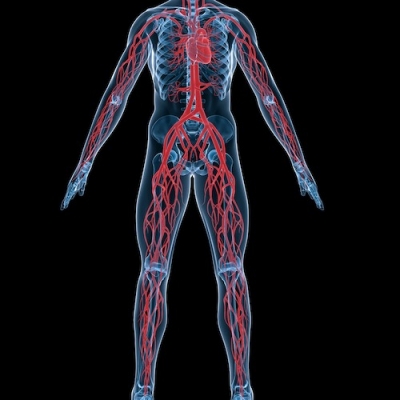 illustration of cardiovascular system