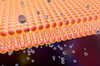 illustration of cellular lipid membrane absorbing molecules