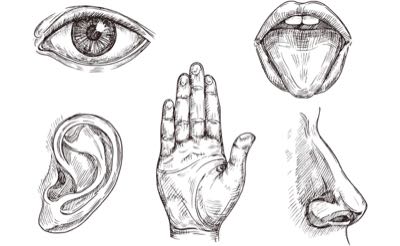 Making Sense Of Your Five Senses Ask The Scientists