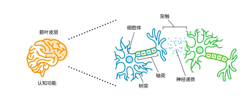 Neuron Image for CopaPrime-6-CopaPrime Graphic CHS