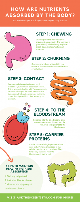 Your Guide to How Nutrients are Absorbed by the Body - Ask ... Your Guide to How Nutrients are Absorbed by the Body - Ask ...