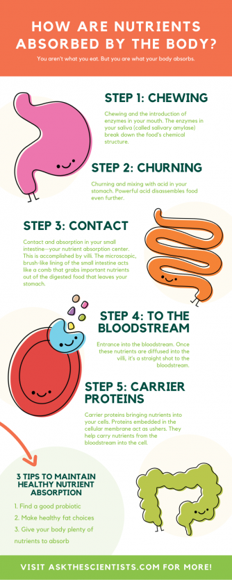 Your Guide to How Nutrients are Absorbed by the Body - Ask The Scientists