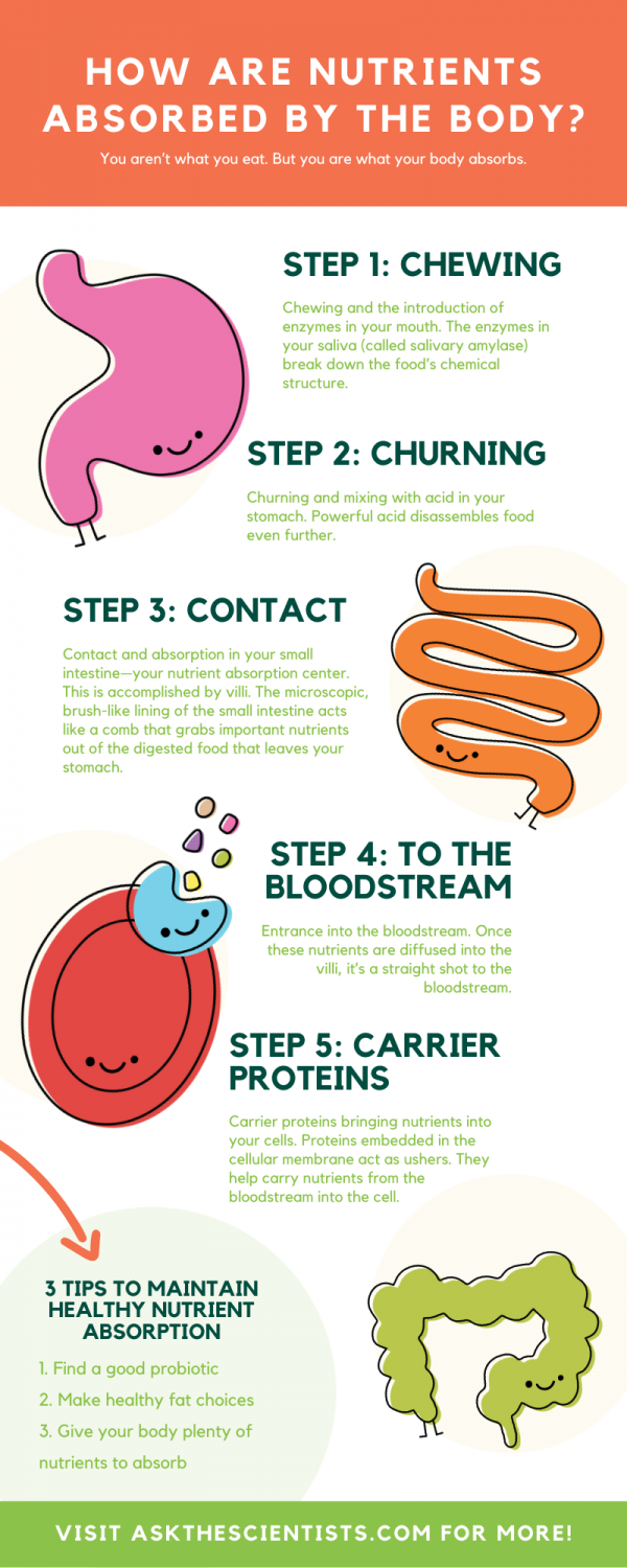 Your Guide To How Nutrients Are Absorbed By The Body Ask The Scientists your-guide-to-how-nutrients-are-absorbed-by-the-body-ask-the-scientists