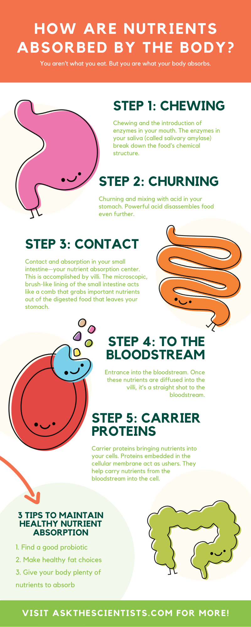 Your Guide To How Nutrients Are Absorbed By The Body Ask The Scientists