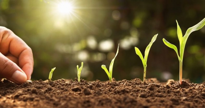 hand planting corn seed