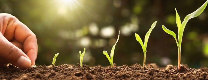 hand planting corn seed