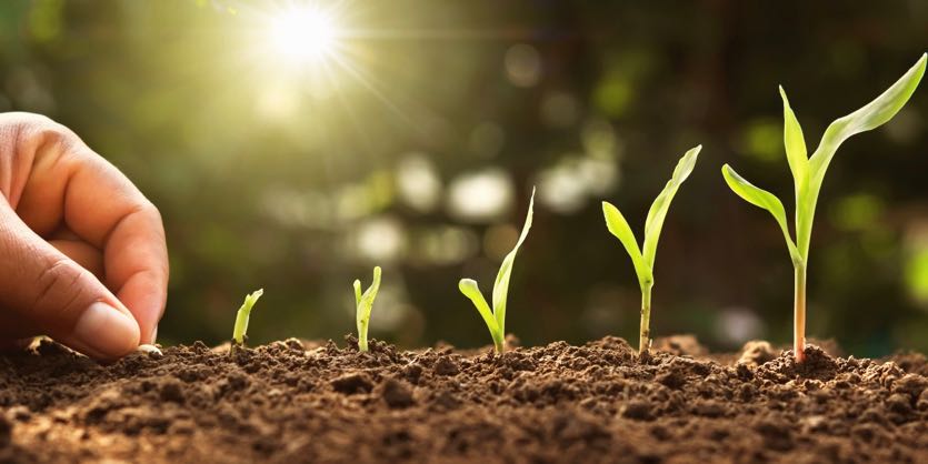 hand planting corn seed