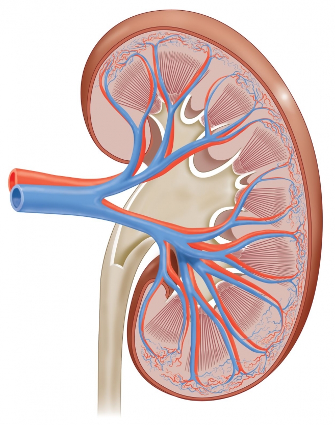 How to Take Care of Your Kidneys Ask The Scientists