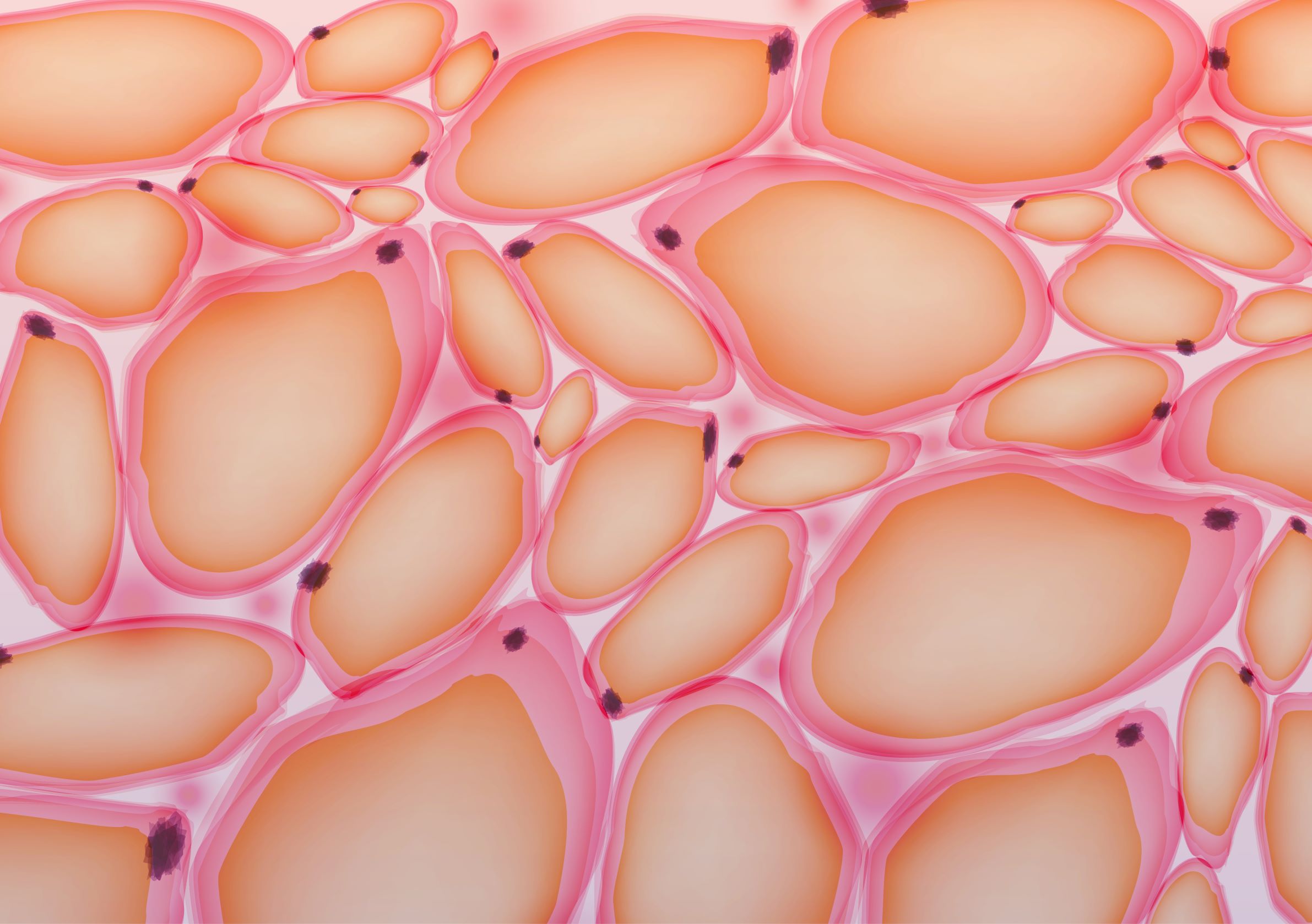 Жировая ткань латынь. Адипоциты жировой ткани. Жировые клетки адипоциты. Адипоциты гистология. Жировые клетки под микроскопом.
