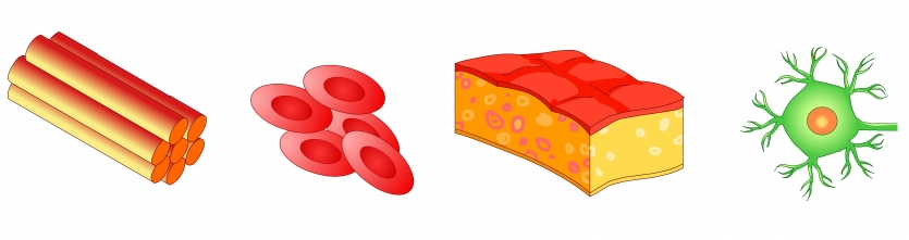 Cell Body Site Of Nucleus Organelles - Nerve Cell - MCAT Content