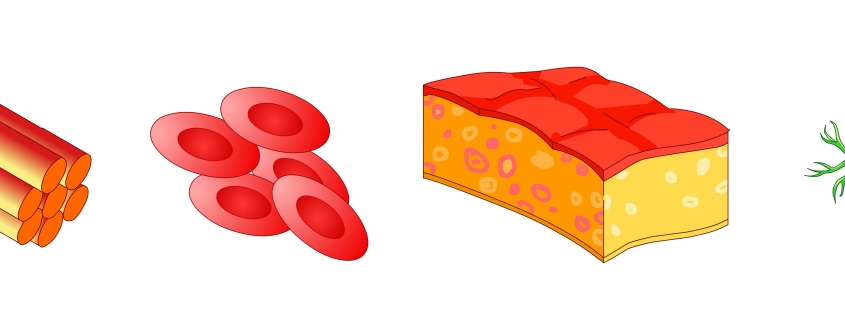 Todo sobre los tipos de células que componen su cuerpo - Ask The