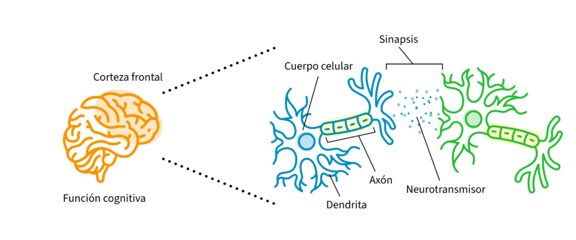 Neuron Image for CopaPrime-4-CopaPrime Graphic Sp