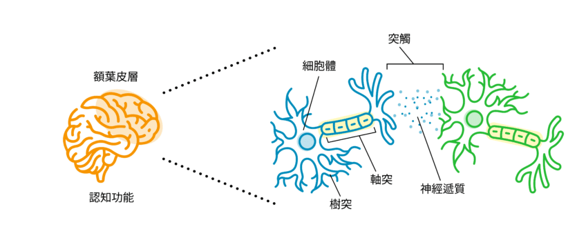 Neuron Image for CopaPrime-7-CopaPrime Graphic CHT